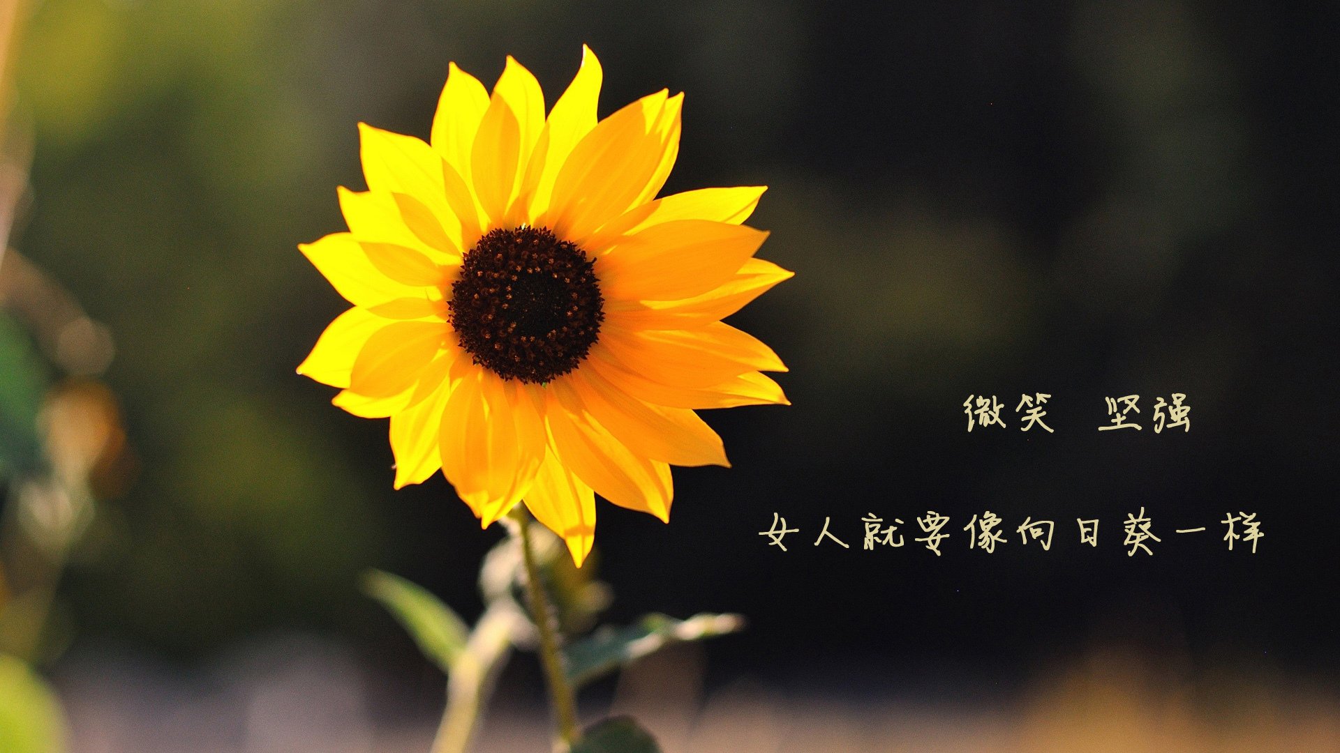 赛场沸腾！卡塞米罗助土耳其绝杀摩洛哥