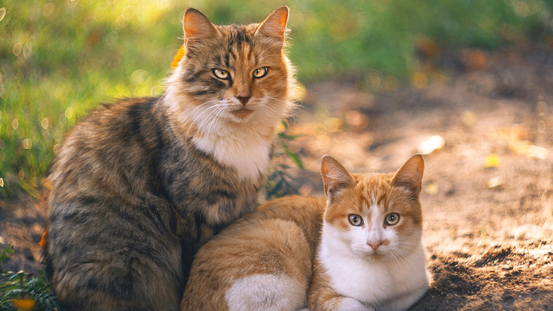 足球世界的改朝换代，当法国风暴碾过巴萨王朝，穆勒的纪录是最后的旧日残响