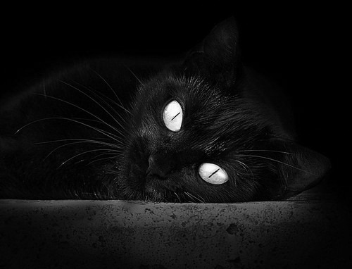 马刺密探现身米兰！文班亚马30+15+7统治意甲焦点战