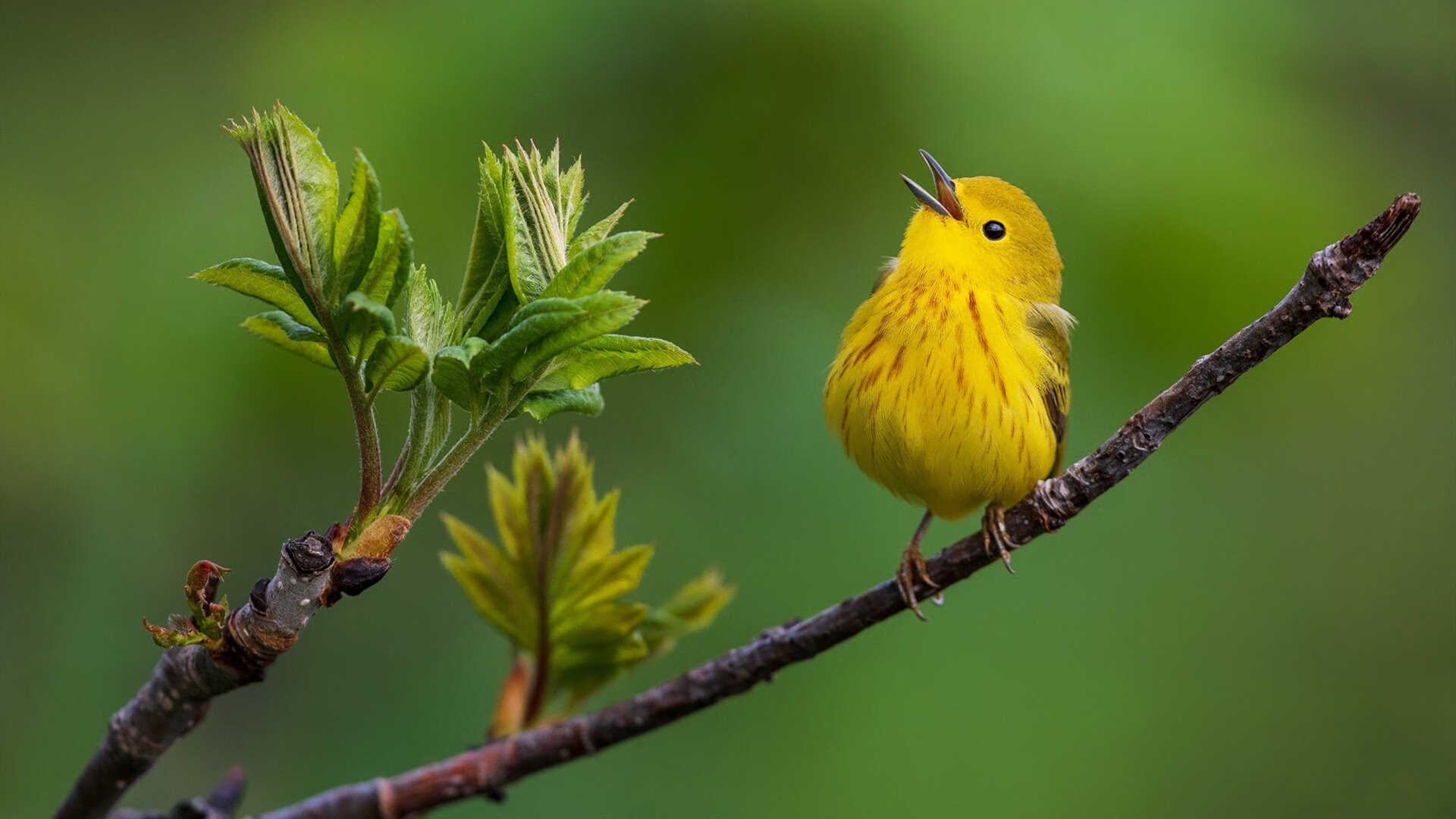 篮球无疆界，奇战铸经典，新疆队正面击溃凯尔特人，拉梅洛惊艳四座