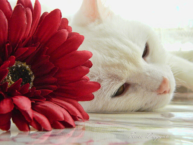 佛罗伦萨之闪电，楚阿梅尼三分钟定江山，马竞王朝在叹息中崩塌